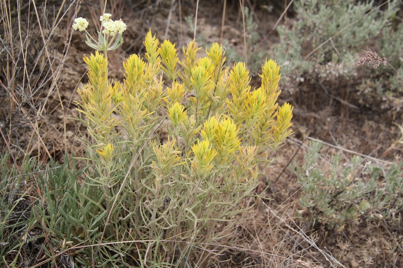 Castilleja flava var. rustica photo 3