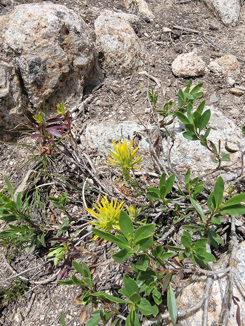 Castilleja flava var. rustica photo 4