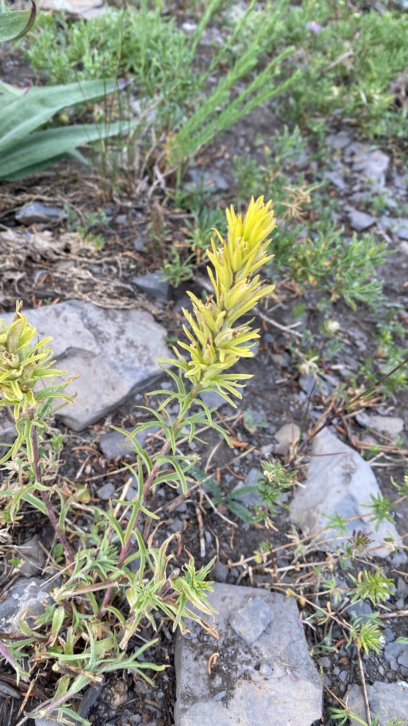 Castilleja flava var. rustica photo 5
