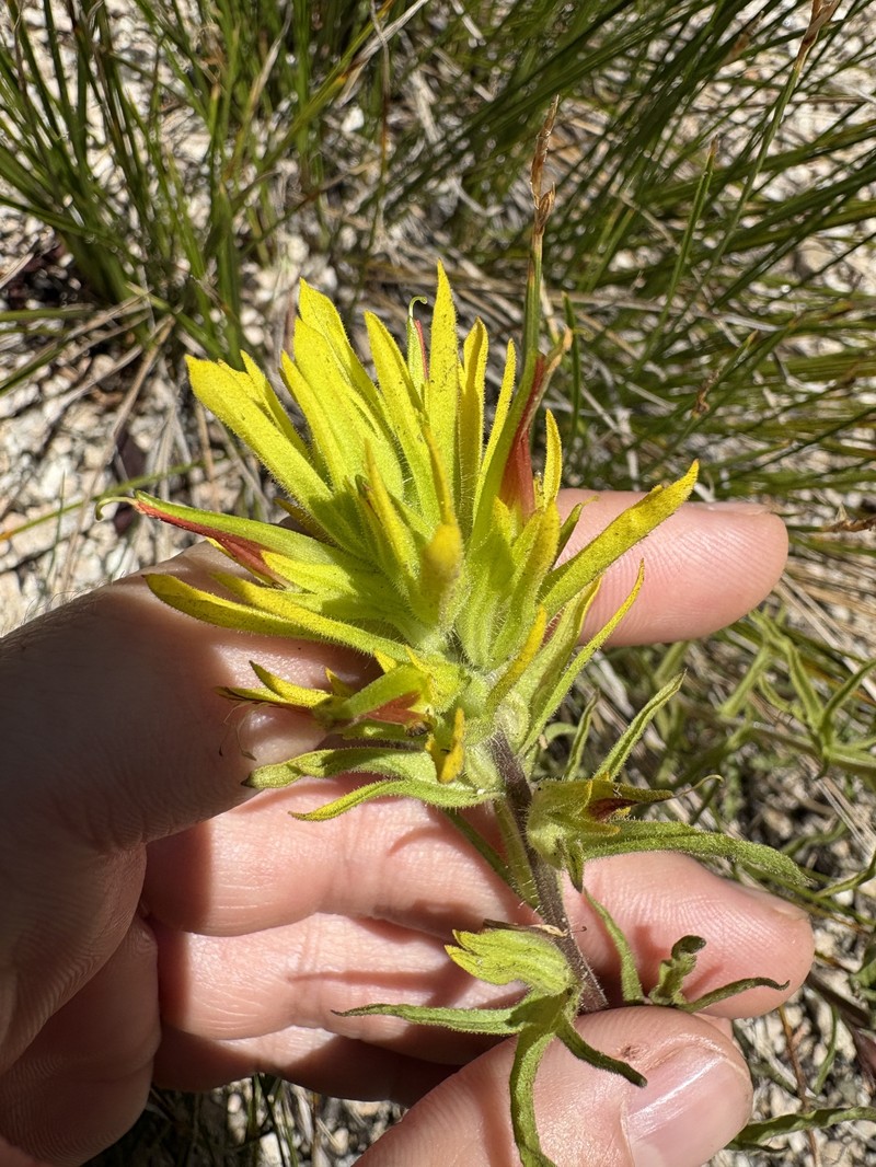 Castilleja flava var. rustica photo 7