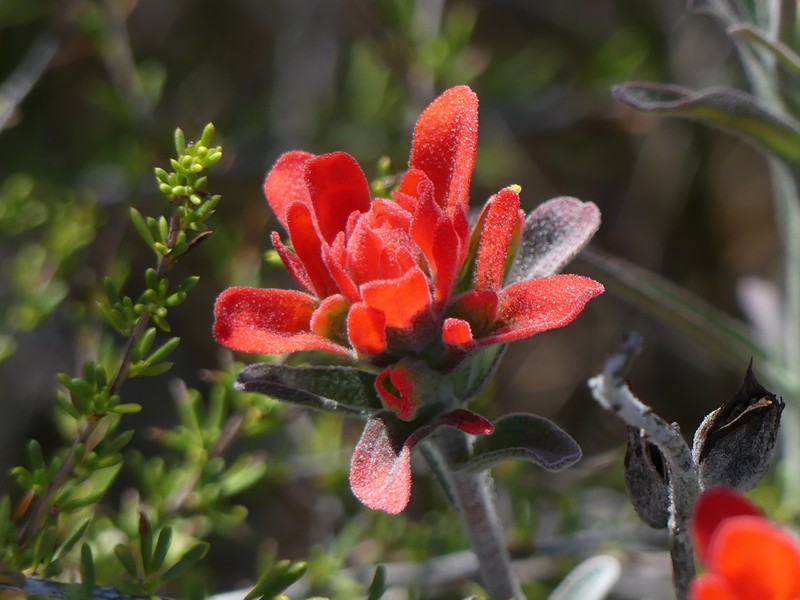 Texas Indian Paintbrush