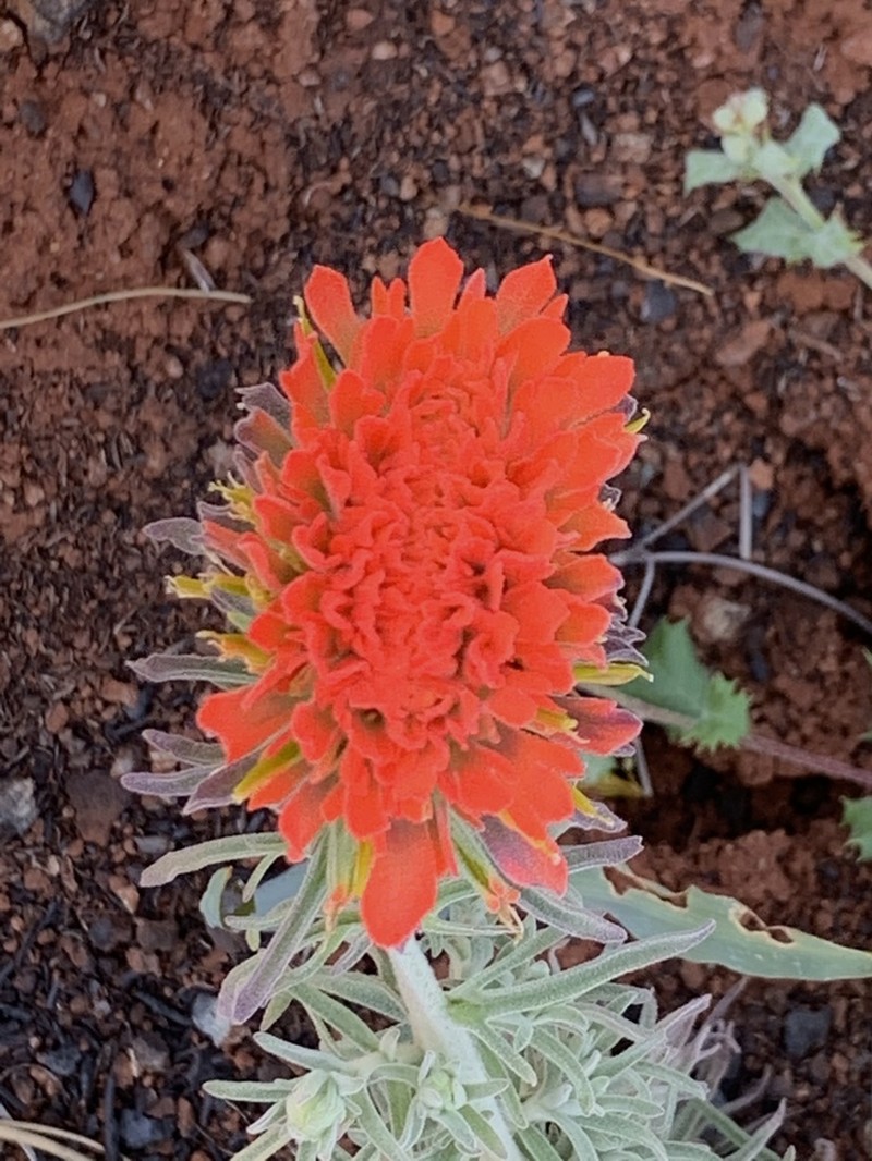 Texas Indian Paintbrush photo 2