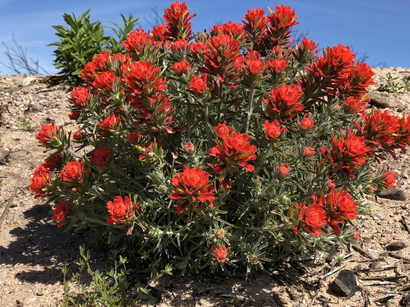 Texas Indian Paintbrush photo 3