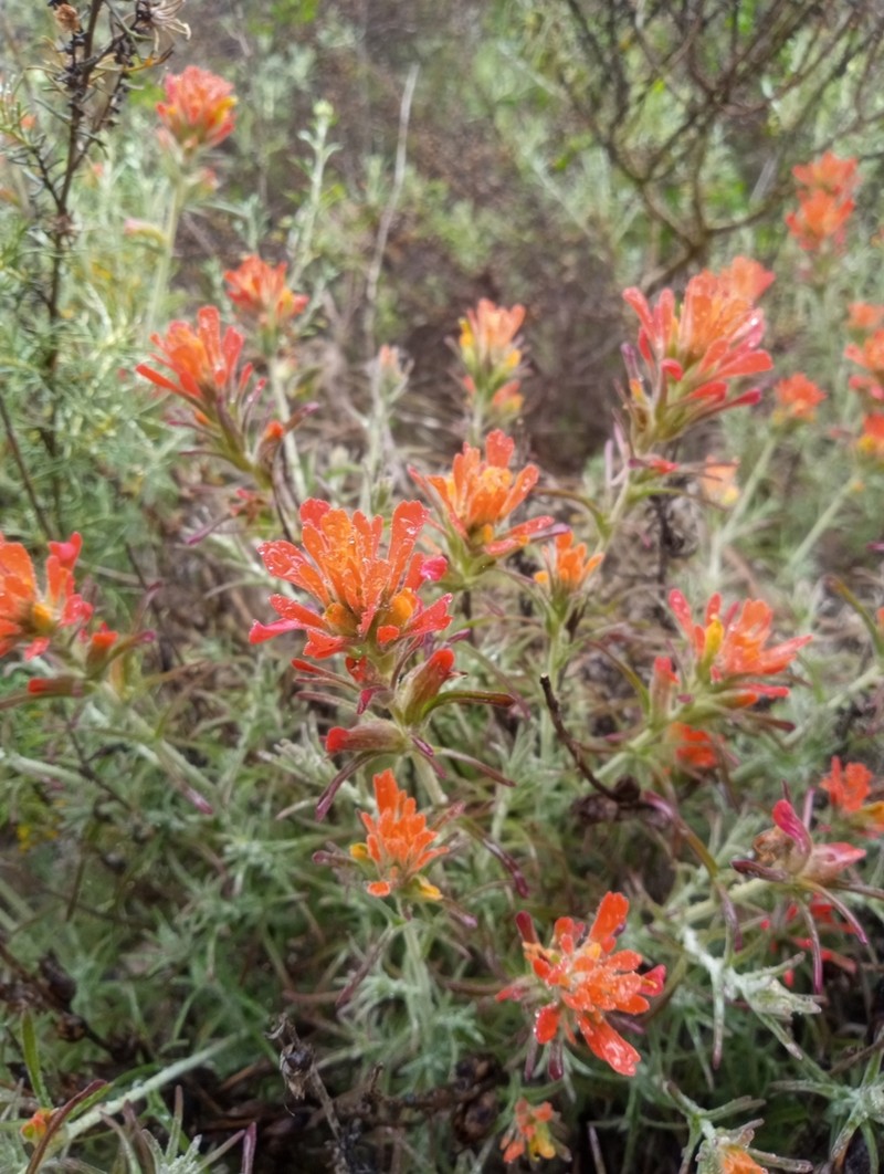 Texas Indian Paintbrush photo 4