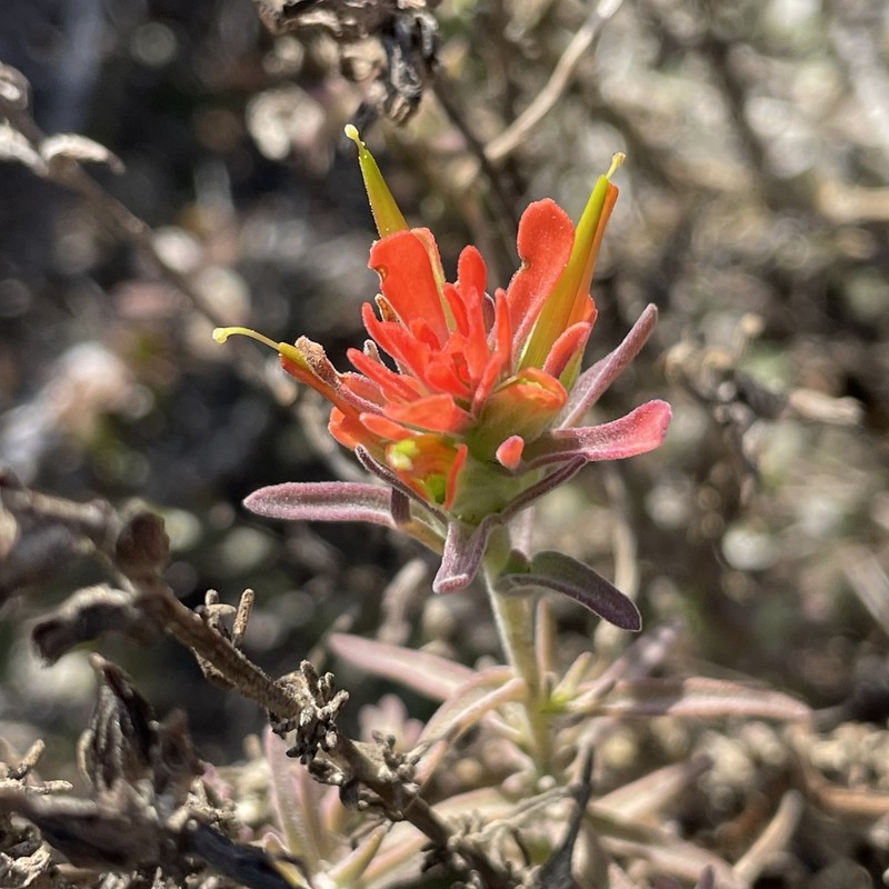 Texas Indian Paintbrush photo 5