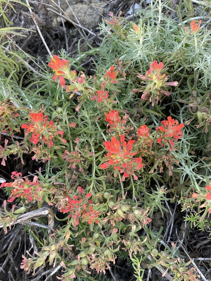 Texas Indian Paintbrush photo 6