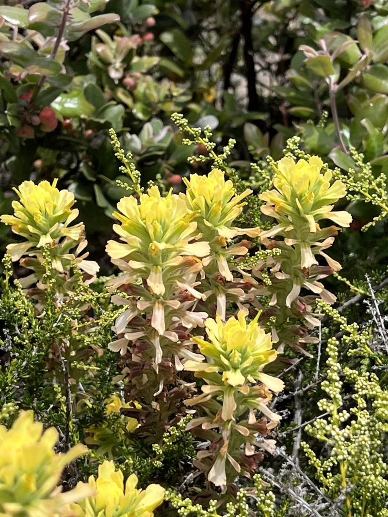 Texas Indian Paintbrush photo 7