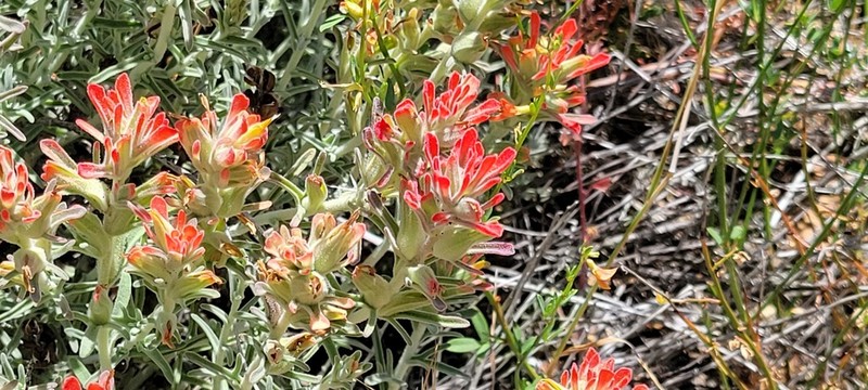 Texas Indian Paintbrush photo 8