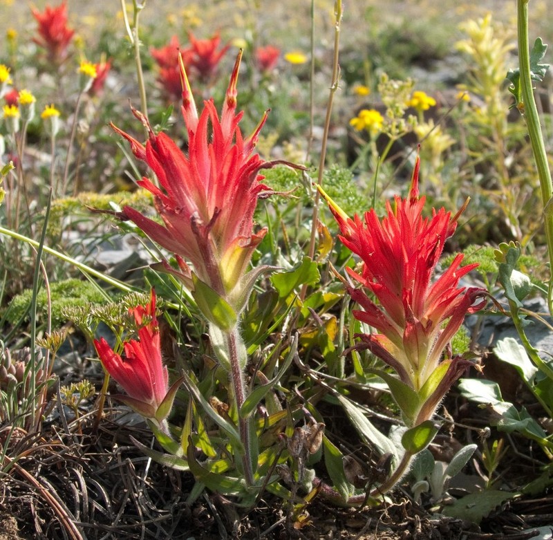 Fraternal Indian Paintbrush