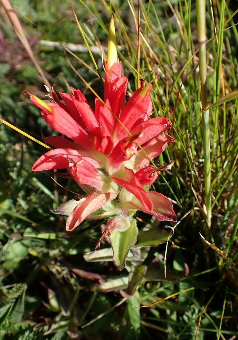 Fraternal Indian Paintbrush photo 2