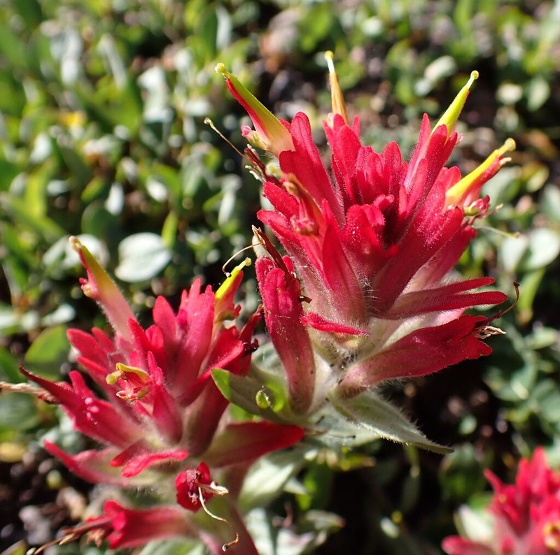 Fraternal Indian Paintbrush photo 3
