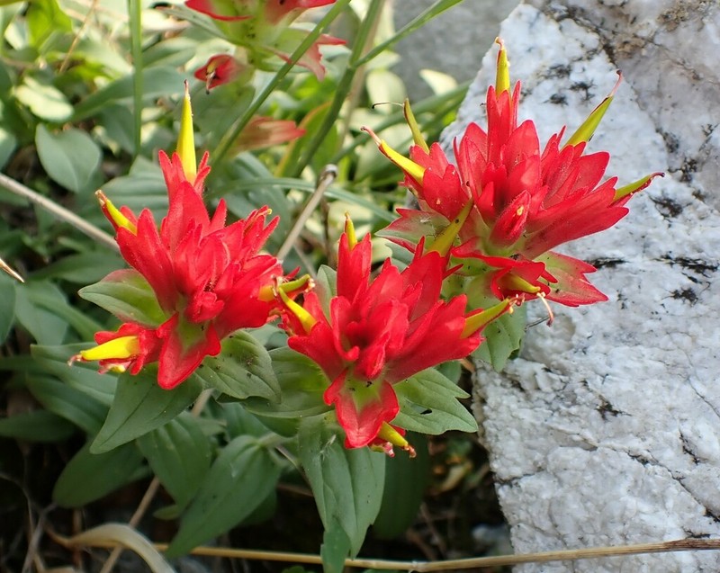 Fraternal Indian Paintbrush photo 4