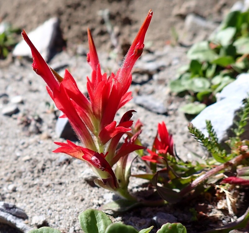 Fraternal Indian Paintbrush photo 5