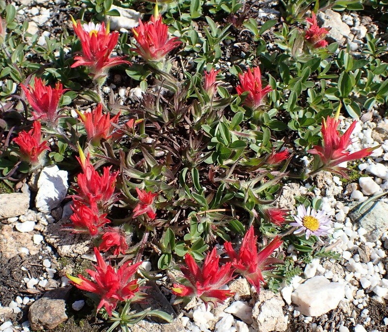 Fraternal Indian Paintbrush photo 6