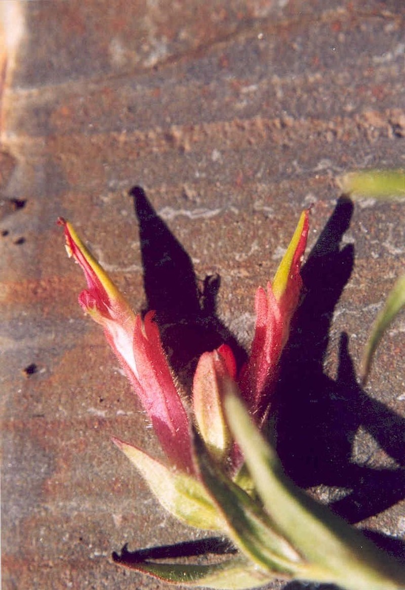 Fraternal Indian Paintbrush photo 7
