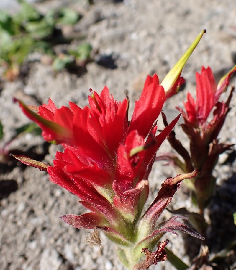 Fraternal Indian Paintbrush photo 8