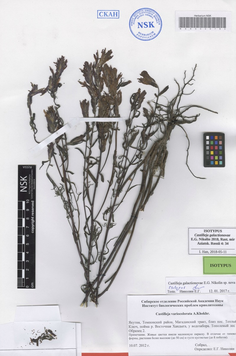 Castilleja galactionovae