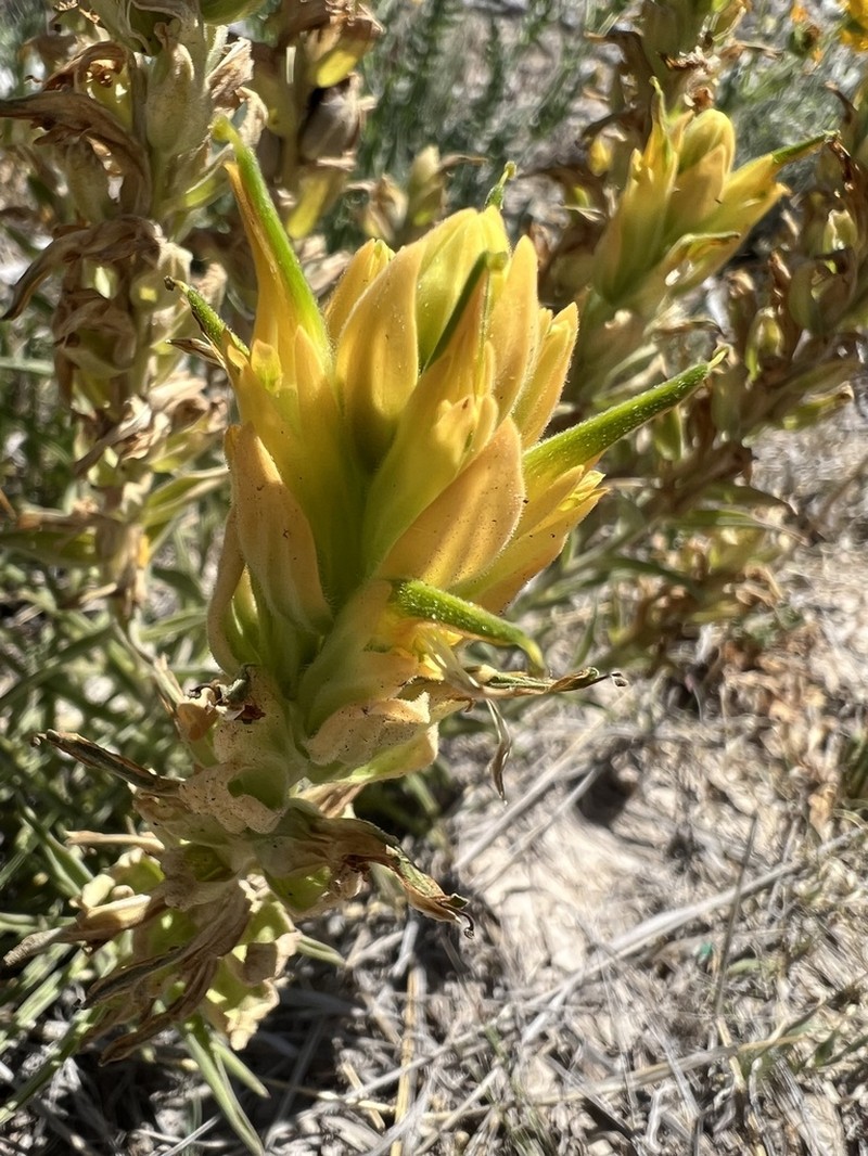 Genevieve's Indian Paintbrush