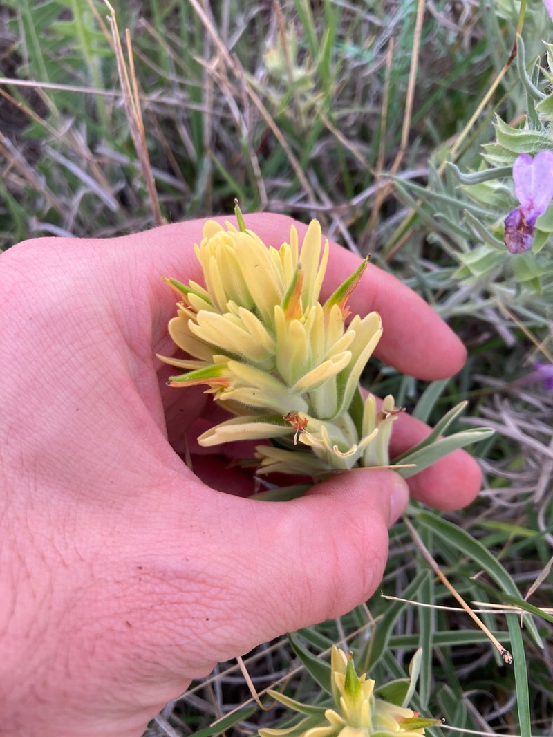 Genevieve's Indian Paintbrush photo 2