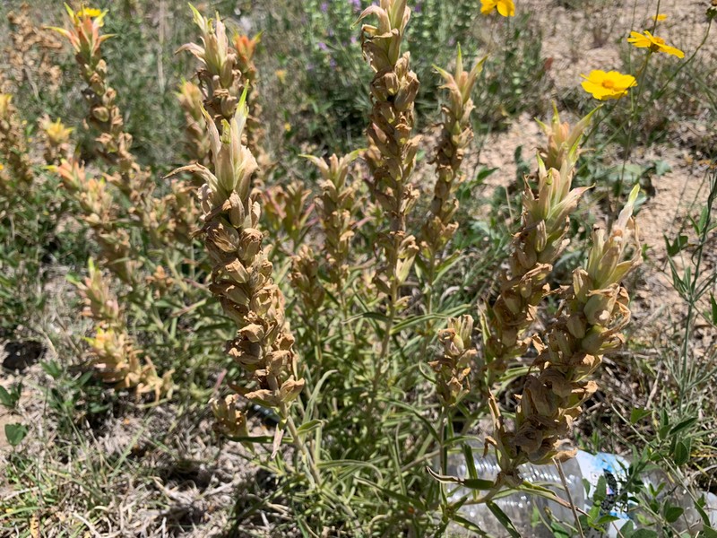 Genevieve's Indian Paintbrush photo 3