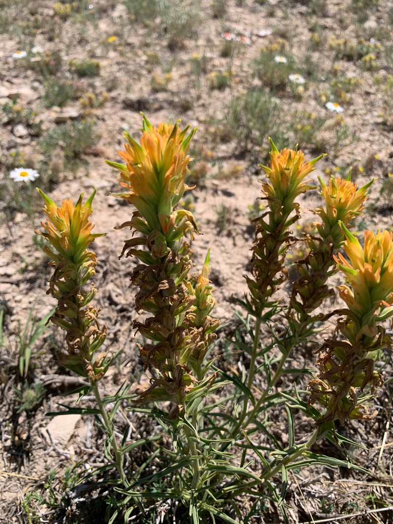 Genevieve's Indian Paintbrush photo 4