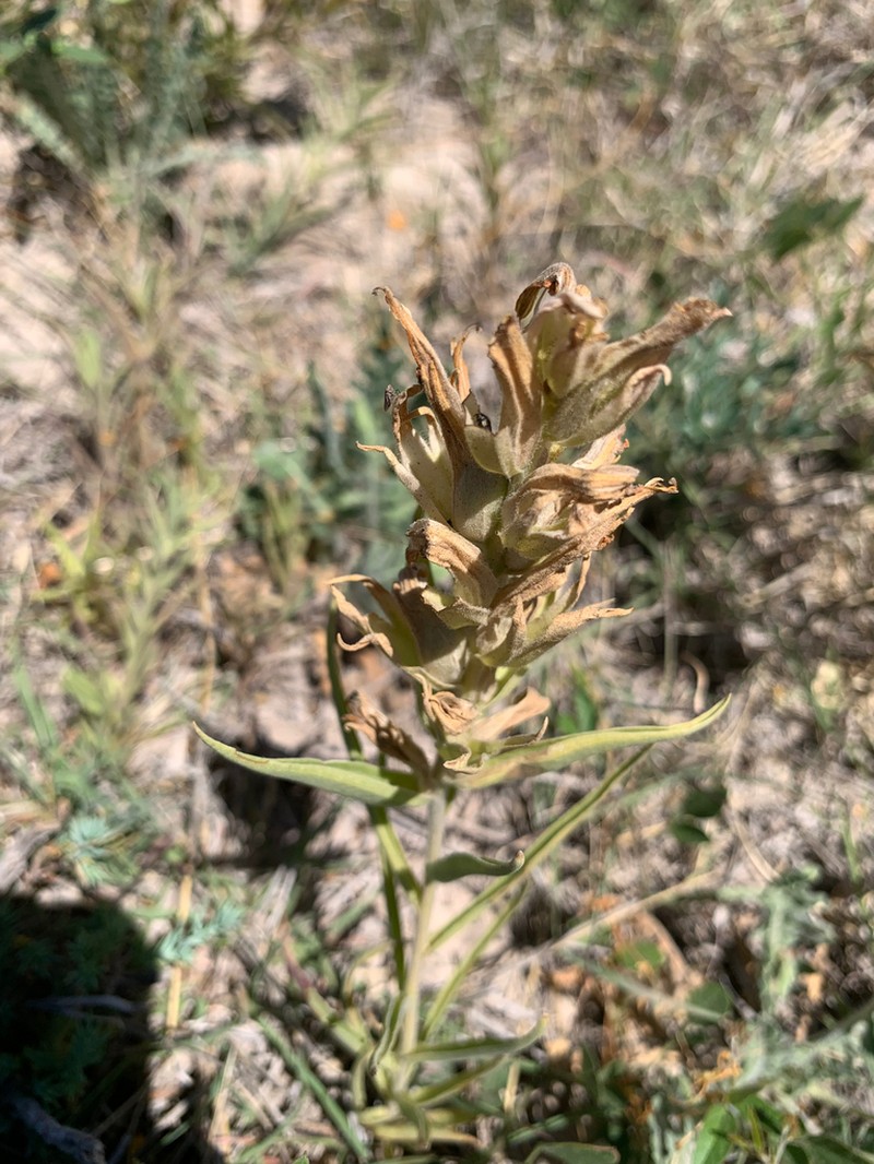 Genevieve's Indian Paintbrush photo 5