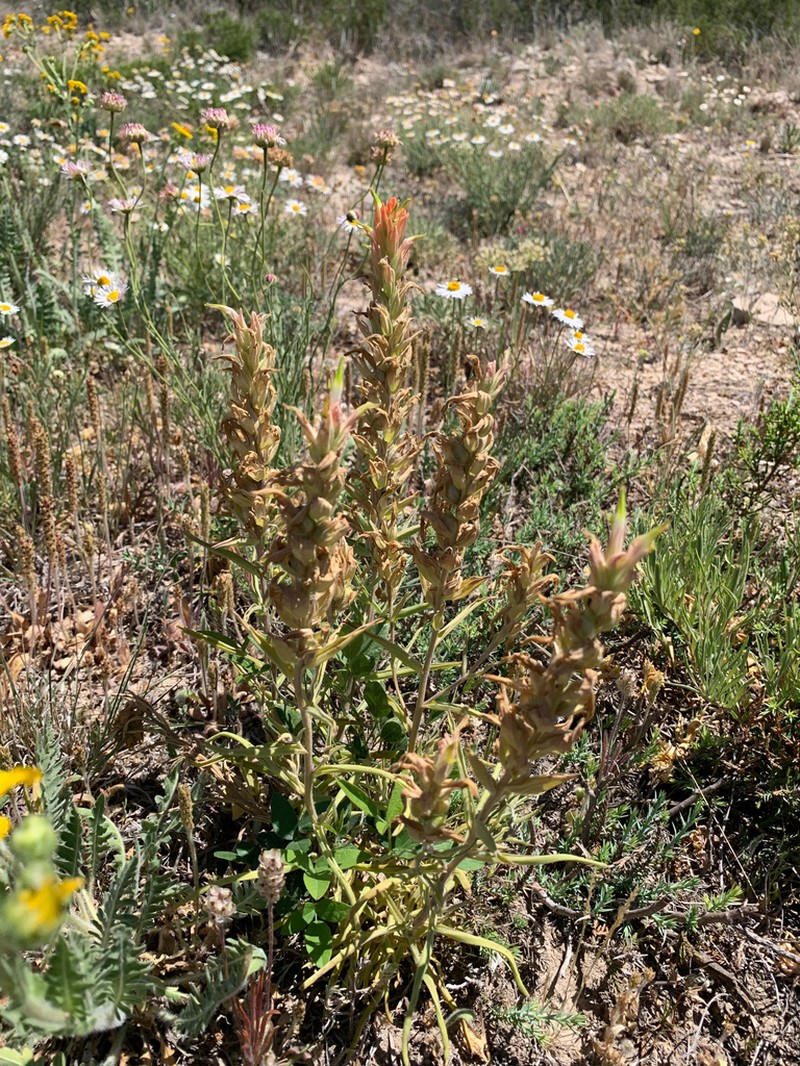Genevieve's Indian Paintbrush photo 6