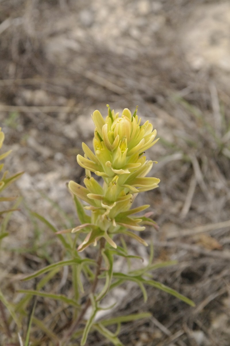 Genevieve's Indian Paintbrush photo 7