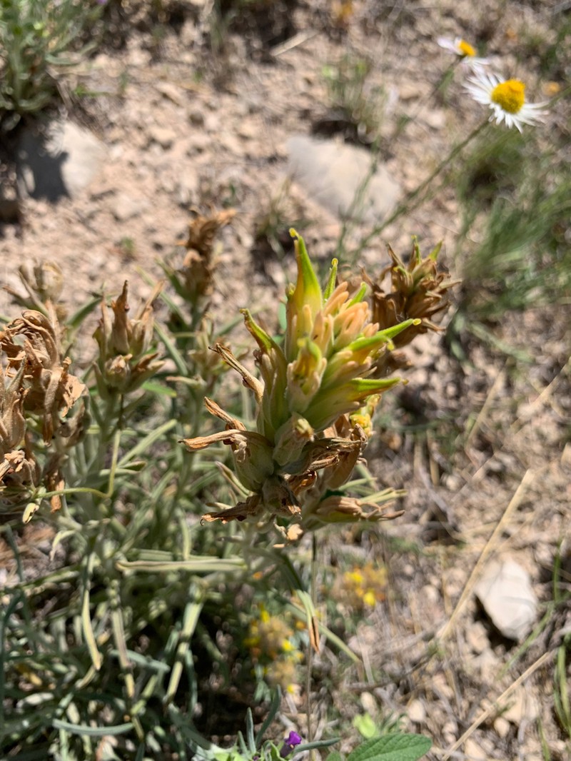 Genevieve's Indian Paintbrush photo 8