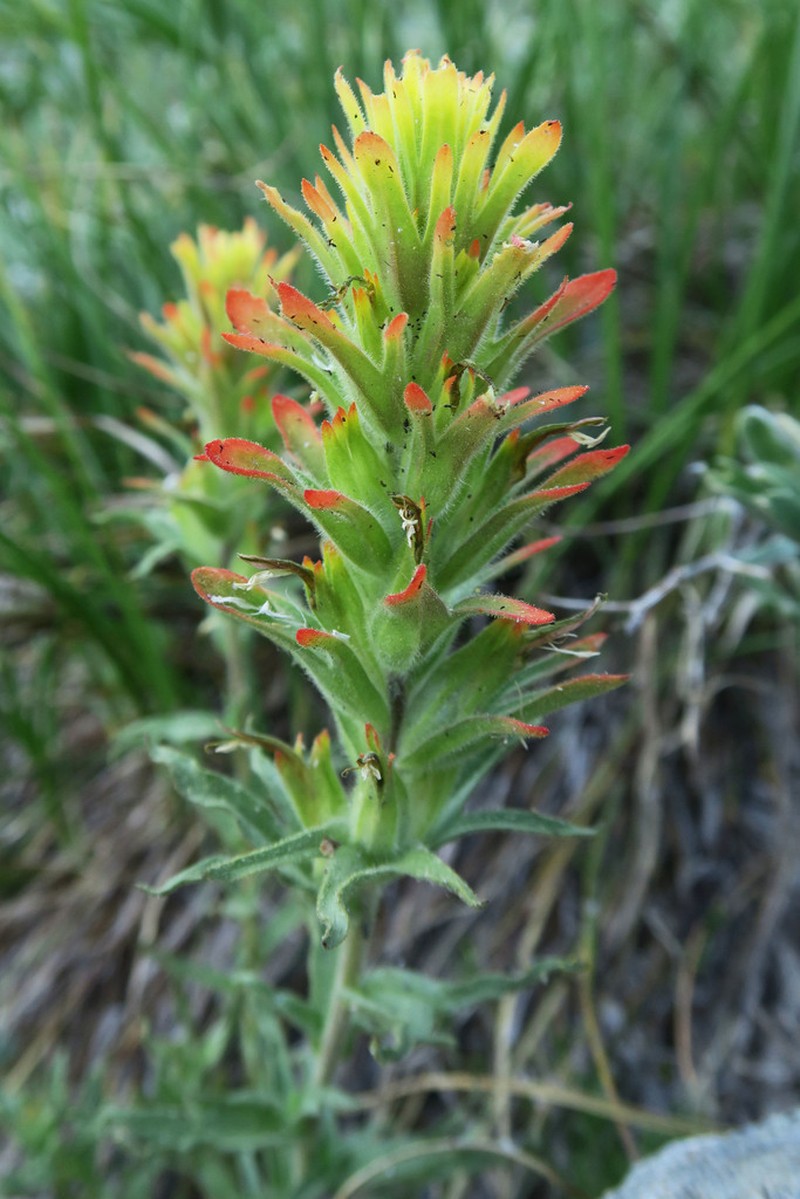 Gland Indian Paintbrush