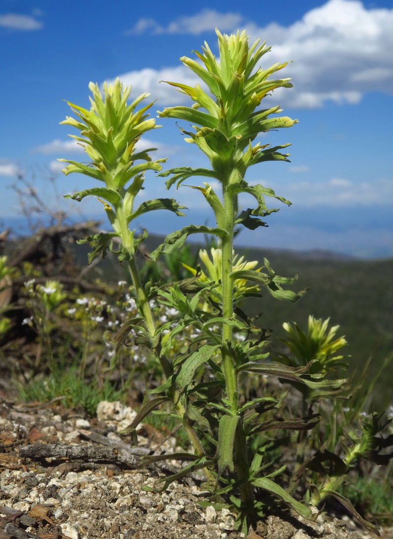 Gland Indian Paintbrush photo 2