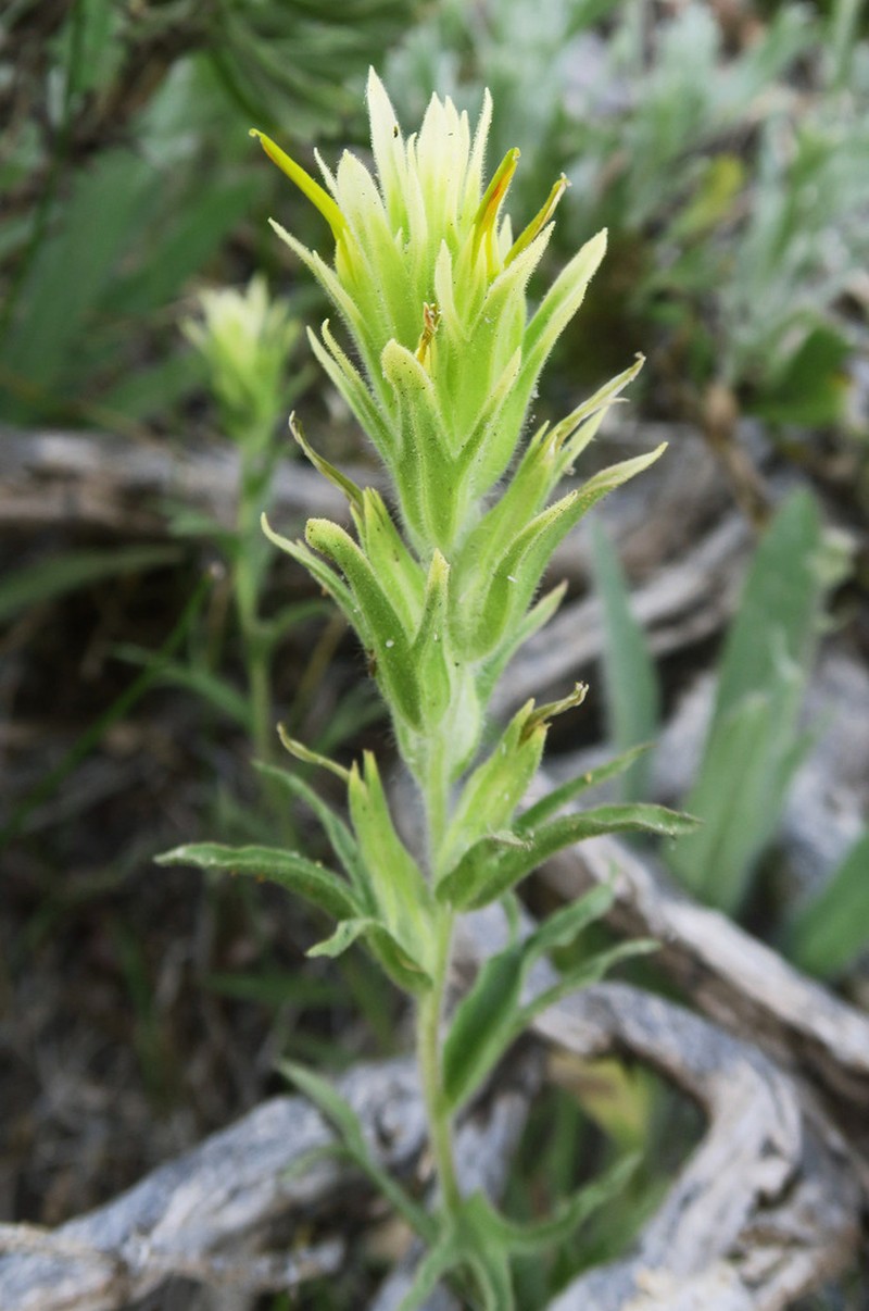 Gland Indian Paintbrush photo 3