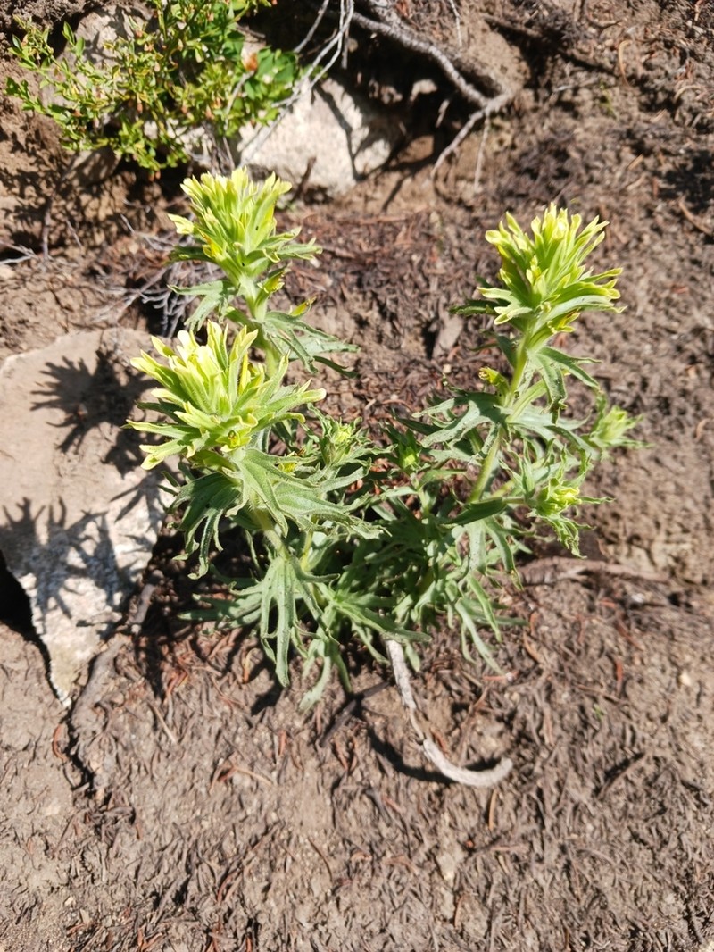 Gland Indian Paintbrush photo 4