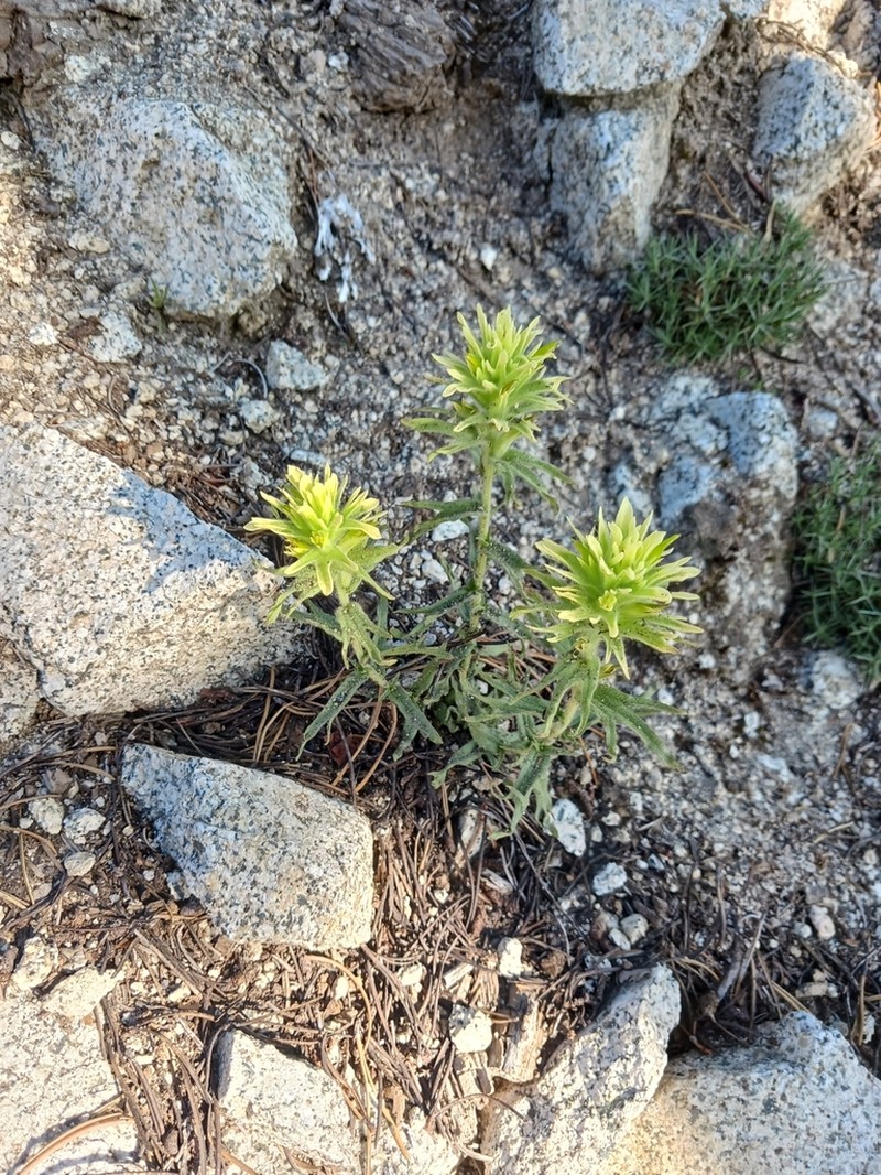 Gland Indian Paintbrush photo 5