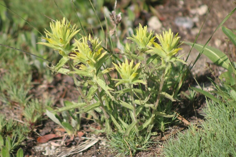 Gland Indian Paintbrush photo 6