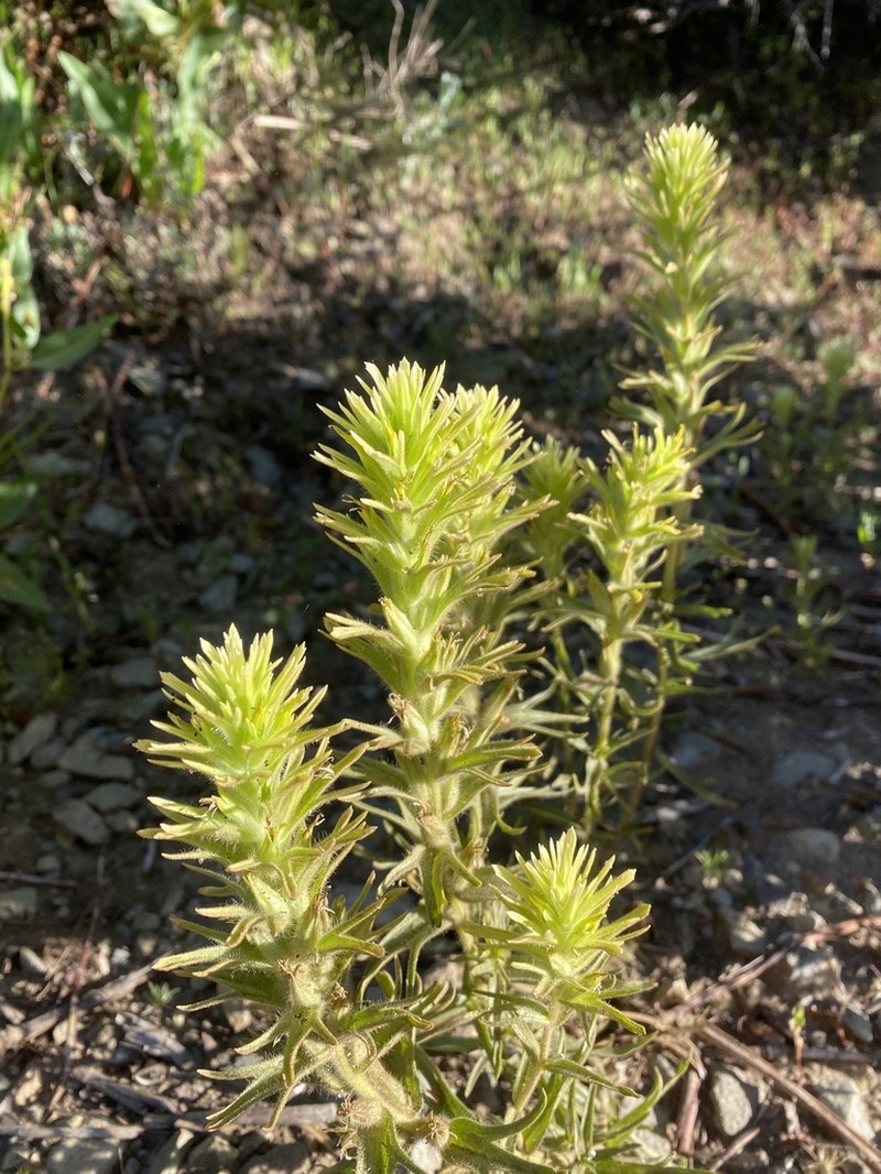 Gland Indian Paintbrush photo 7