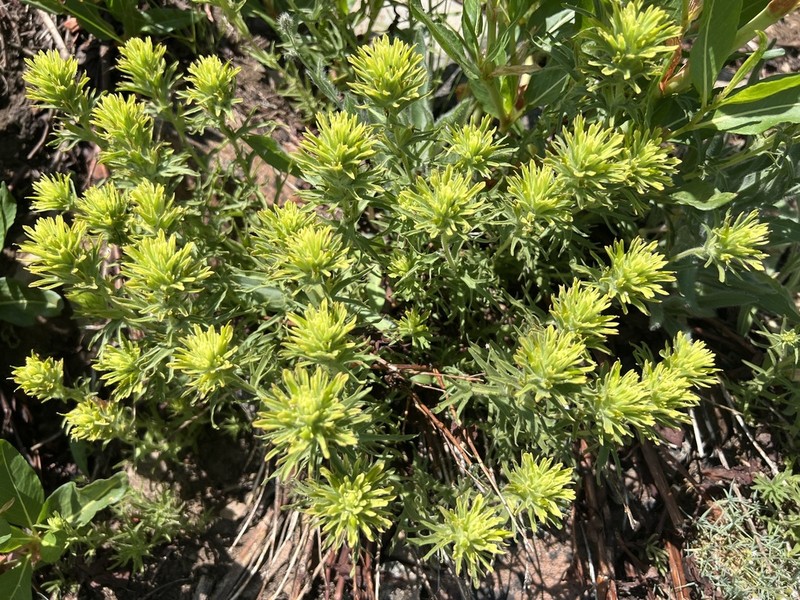 Gland Indian Paintbrush photo 8