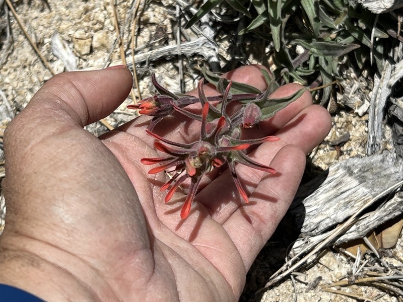 Castilleja gleasoni