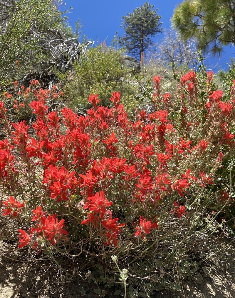 Castilleja gleasoni photo 2