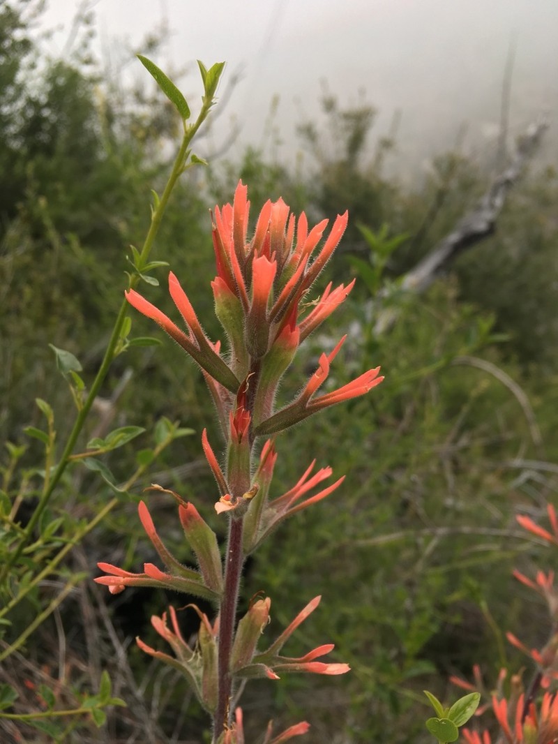 Castilleja gleasoni photo 3