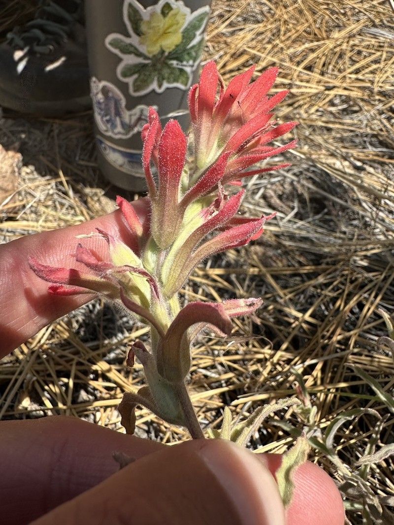 Castilleja gleasoni photo 4