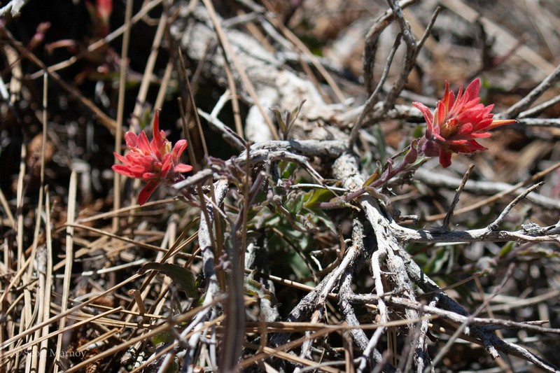 Castilleja gleasoni photo 5