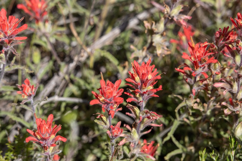 Castilleja gleasoni photo 6