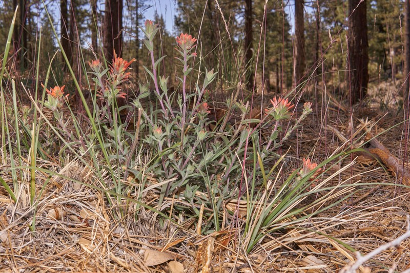 Castilleja gleasoni photo 7