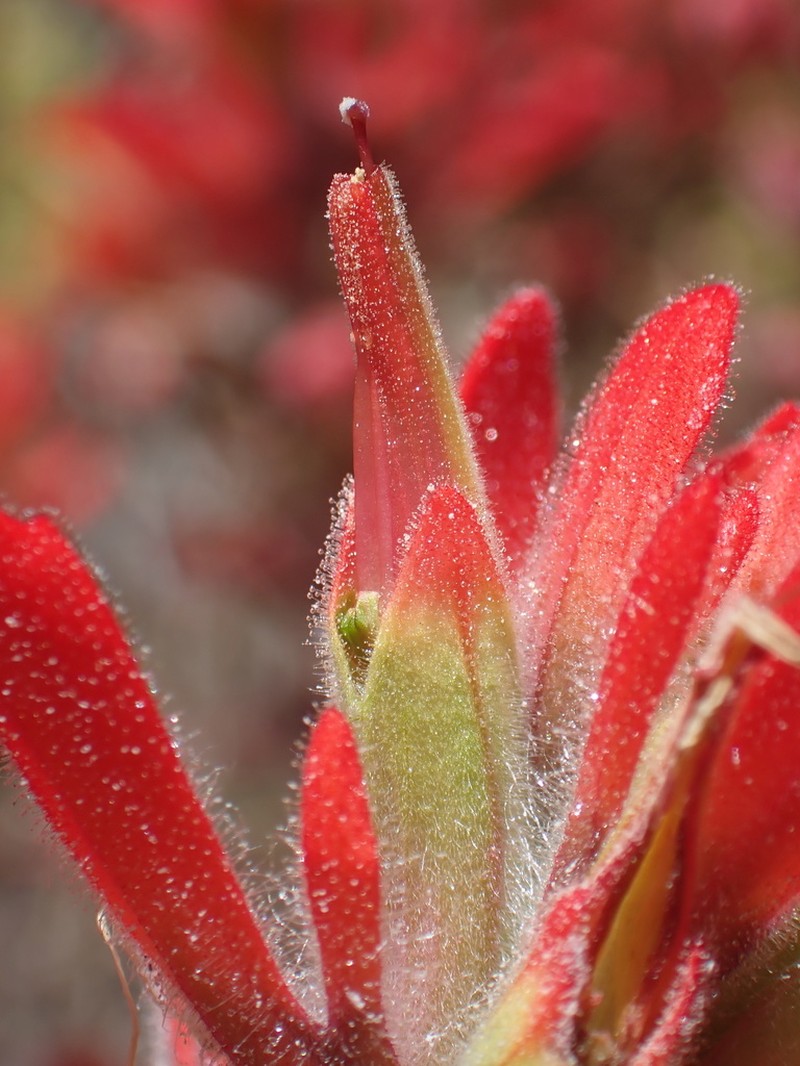 Castilleja gleasoni photo 8
