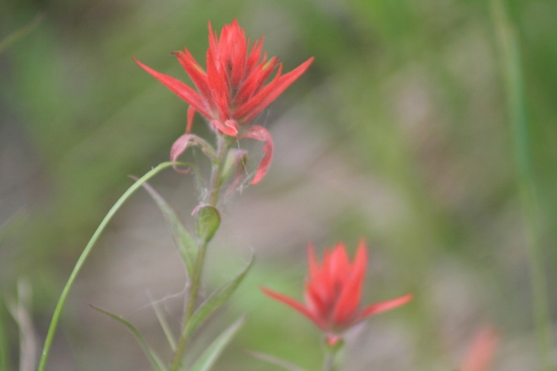 Castilleja gracillima photo 2