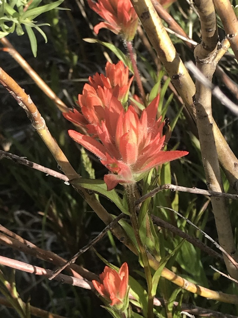 Castilleja gracillima photo 3