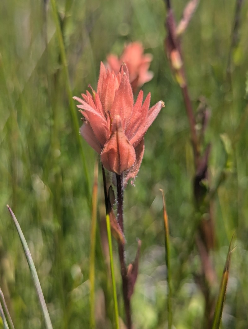 Castilleja gracillima photo 4