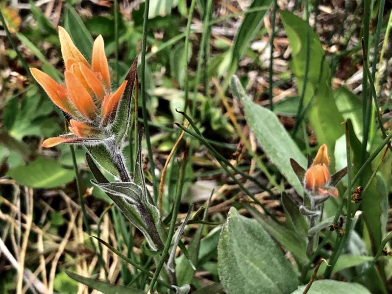 Castilleja gracillima photo 5
