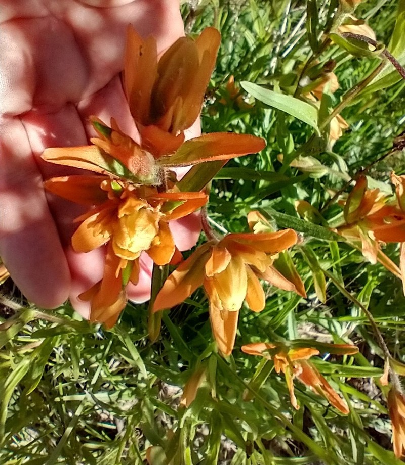 Castilleja gracillima photo 6